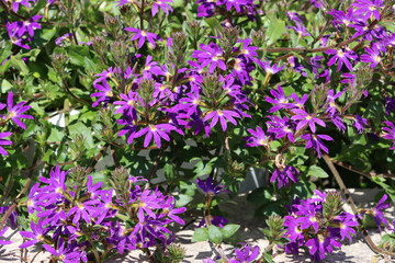 Obraz premium Close-up of Scaevola aemula, showcasing its unique fan-shaped flowers with vibrant purple