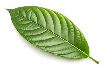 Obraz premium Botanical green cocoa leaf isolated – high resolution