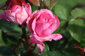 Close-up of a pink rose in full bloom on a rose bush
