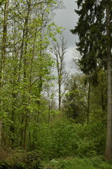 La forêt sous un ciel gris au domaine provincial de Chevetogne à Ciney 