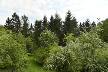 Obraz premium forêt de feuillus et de pins au domaine provincial de Chevetogne à Ciney 
