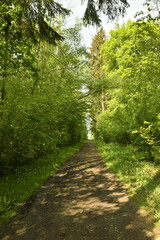Chemin ombragé sous la lumière du soir dans la forêt près du domaine provincial de Chevetogne à Ciney 