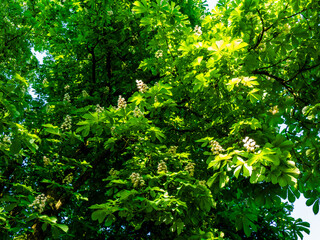 Leuchtende Blätter eines Kastanienbaums in der Sonne