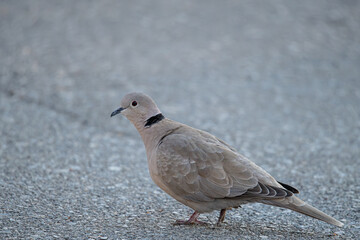 The Eurasian collared dove (Streptopelia decaocto) is a dove species native to Europe and Asia common in aiguamolls emporda girona spain