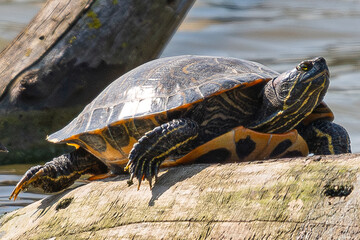 Painted turtle is relaxing on a log, enjoying the warmth of the sun while partially submerged in a peaceful pond