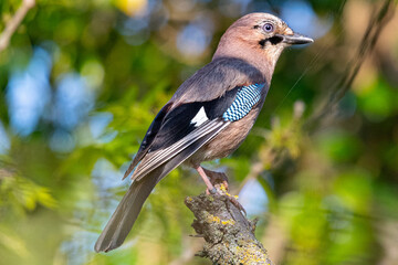 Eurasian jay with striking blue, black, and white markings perched on a branch, showcasing its vibrant plumage against a blurred natural background