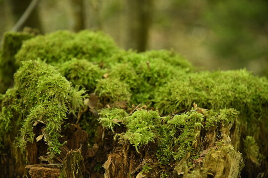 Mousse verte sur du bois pourris d'une souche &agrave; la for&ecirc;t du domaine provincial de Chevetogne &agrave; Ciney 