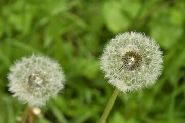 Pissenlits à la maturité à la forêt du domaine provincial de Chevetogne à Ciney 
