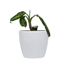  houseplant dieffenbachia in a pot on a white background