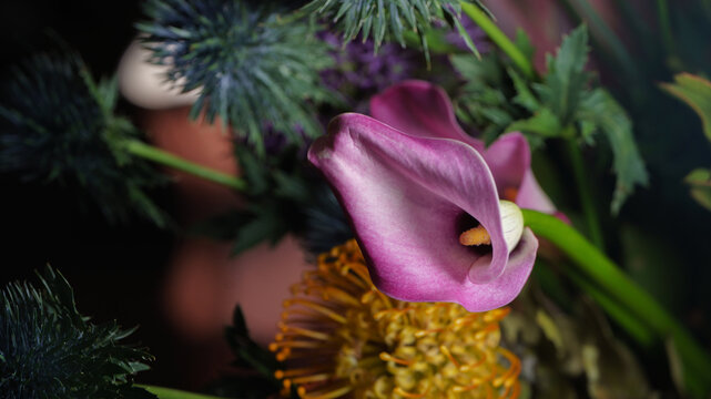 close up of a calla lily