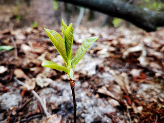 Young green sprout growing from the ground in the forest. Selective focus