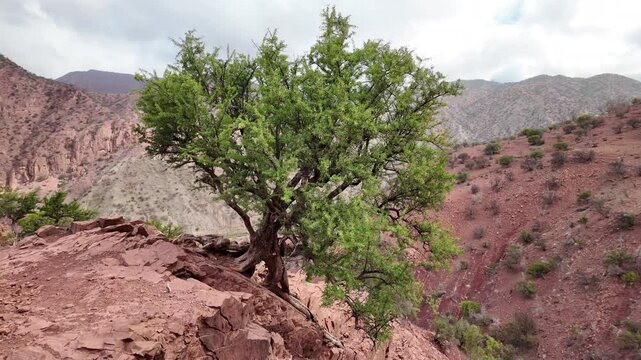 Wild Argan Tree in Arid Landscape &ndash; Taroudant, Morocco
