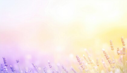 Lavender blooming fields countryside nature photography tranquil environment aerial view serenity concept