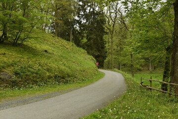 Virage sous la végétation luxuriante au bois du domaine provincial de Chevetogne à Ciney 