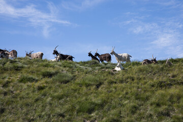 Group of goats.
Goats grazing in a mountain meadow.
