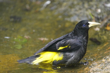 The epaulet oriole (Icterus cayanensis) is a species of bird in the family Icteridae. Walsrode Bird Park, Germany.