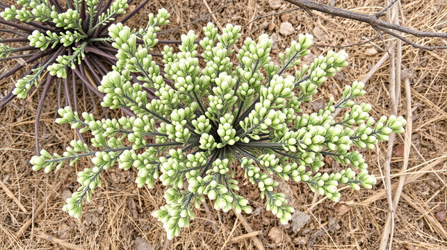 Sea grape, ephedra (Ephedra distachya) evergreen branching semi-shrub of dry, hot areas. Feodosiya low-mountain phrygana shrub-steppe landscape. Crimea