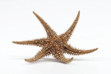 A spiky starfish on a white background.