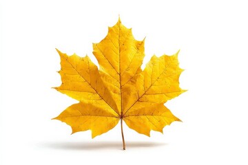 Obraz premium Bright yellow maple leaf isolated on white background showcasing autumn colors and intricate vein patterns