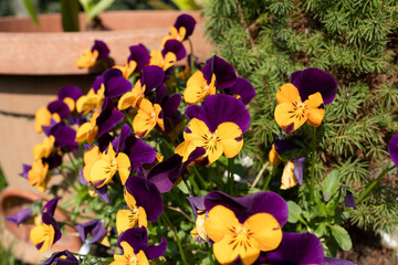 The start of spring.
Little flower called "viola" flowering in early spring, with double colors.
