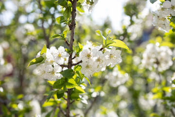 Cherry blossoms.
Blooming of cherry blossoms in spring season.
