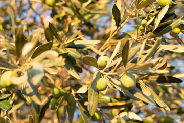 Close-up of an olive branch with green olives.  Perfect for food, nature, or healthy living themes.