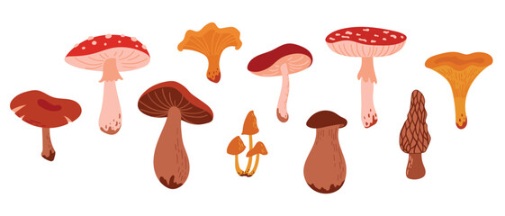 Set of Cartoon Wild Forest Mushrooms. Collection Edible and Poisonous Fungus: Morel, Amanita, Boletus, Porcini, Chanterelle, Honey Fungus
