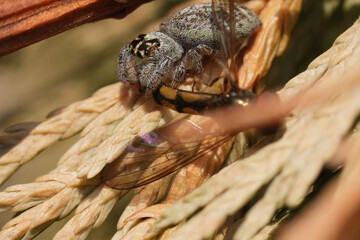Closeup on a Mile End Jumping Spider, Macaroeris nidicolens, feeding on a small hoverfly