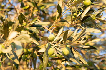 Stunning image of sunlit green olives on a branch. Perfect for olive oil, food, or nature themes.