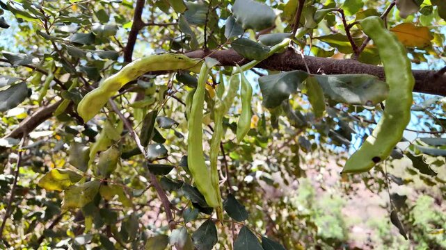 Close-Up of Carob Pods Hanging from Tree in Rural Morocco
