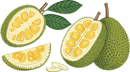 Jack Fruit with Jack Fruit slice in white background Illustration vector design, Jack Fruit vector design