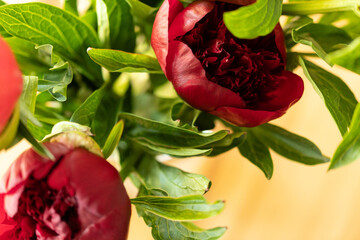 Stunning image of vibrant red peonies, showcasing their rich color and delicate petals. Perfect for...