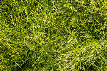 High-resolution image of lush green grass, perfect for backgrounds and textures. Download now!