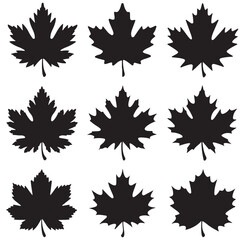 Simple Line Drawings outline of Maple Leaves, Black Silhouettes of vector set Maple Leaves