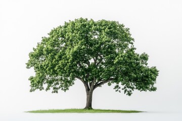 Lush green tree standing tall