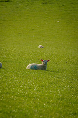 Flock of Sheep Grazing in Summer Field