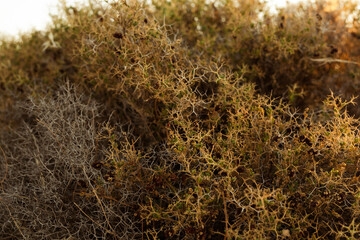 Close-up of a dry, thorny bush in a desert setting.  Perfect for nature, texture, and background uses.