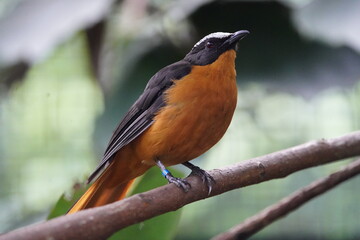 The white-crowned robin-chat (Cossypha albicapillus) is&nbsp;a species of bird in the family Muscicapidae. Walsrode Bird Park, Germany.