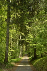 Chemin sous un feuillage très dense d'une forêt au domaine provincial de Chevetogne à Ciney...