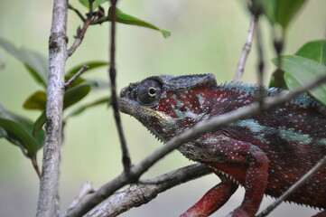 The panther chameleon, Furcifer pardalis, species of chameleon found in the eastern and northern parts of Madagascar in a tropical forest biome