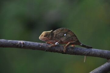 The panther chameleon, Furcifer pardalis, species of chameleon found in the eastern and northern parts of Madagascar in a tropical forest biome