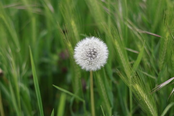 Perfectly shaped dandelion seeds and grass, found in Salzburg, Europe.