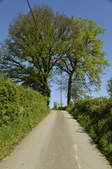 Deux arbres formant une arche au dessus d'une route près du village de Chevetogne (Ciney) 