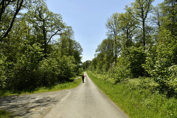 Promenade à contre-jour sous le soleil en pleine nature au domaine provincial de Chevetogne à...