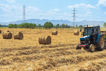 Obraz premium View of dried sugarcane leaves rolled into circular motion after harvesting sugar cane. Farmers collect dried sugarcane leaves and roll them in circles. Dry sugarcane leaves roll in sugarcane field.