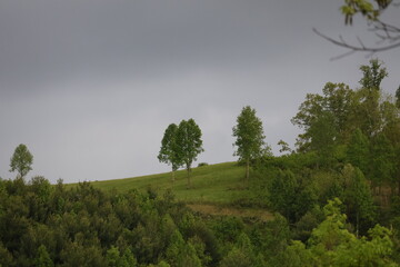 Obraz premium trees on the hilltop on a cloudy day