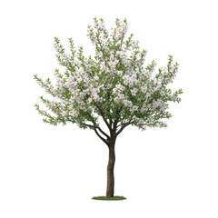 Naklejka premium Flowering tree with white blossoms isolated on transparent background