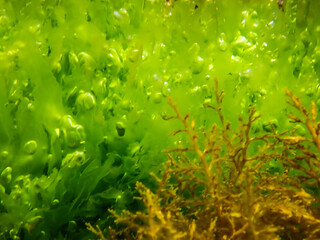Seagrass underwater with natural sunlight in Mediterranean sea, jijel Algeria, Sea Grass underwater, seagrass Kelp grows in rocks under the sea and the diversity of life in the Mediterranean.