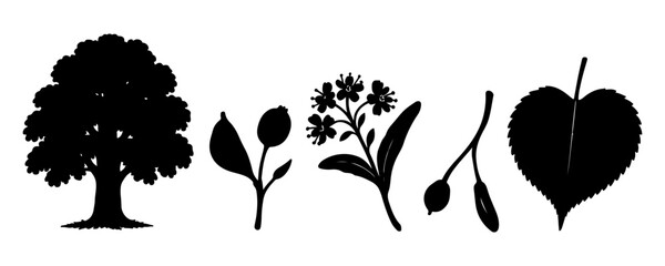 Fototapeta premium Linden Tree Elements Silhouette Vector Set