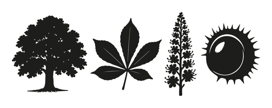 Horse Chestnut Tree Elements Vector Set